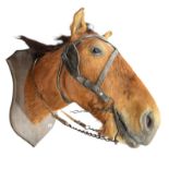 Taxidermy - A large horses head and neck, mounted on a wooden shield shaped bracket, with leather