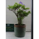 A mature Azalea (orange flowering), in green planter, planter height 47cm, 47cm diameter, overall