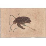 Mark Catesby (British, 1679-1749), Hand-Colored Engraving, Turtle, Ca. 1800