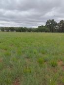 1 HA OPEN TERRAIN PROPERTY