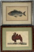 Pair Natural History prints, J. Pass after Johann Eberhard Ihle, Camel and a Sea Perch, c. 1800, bot