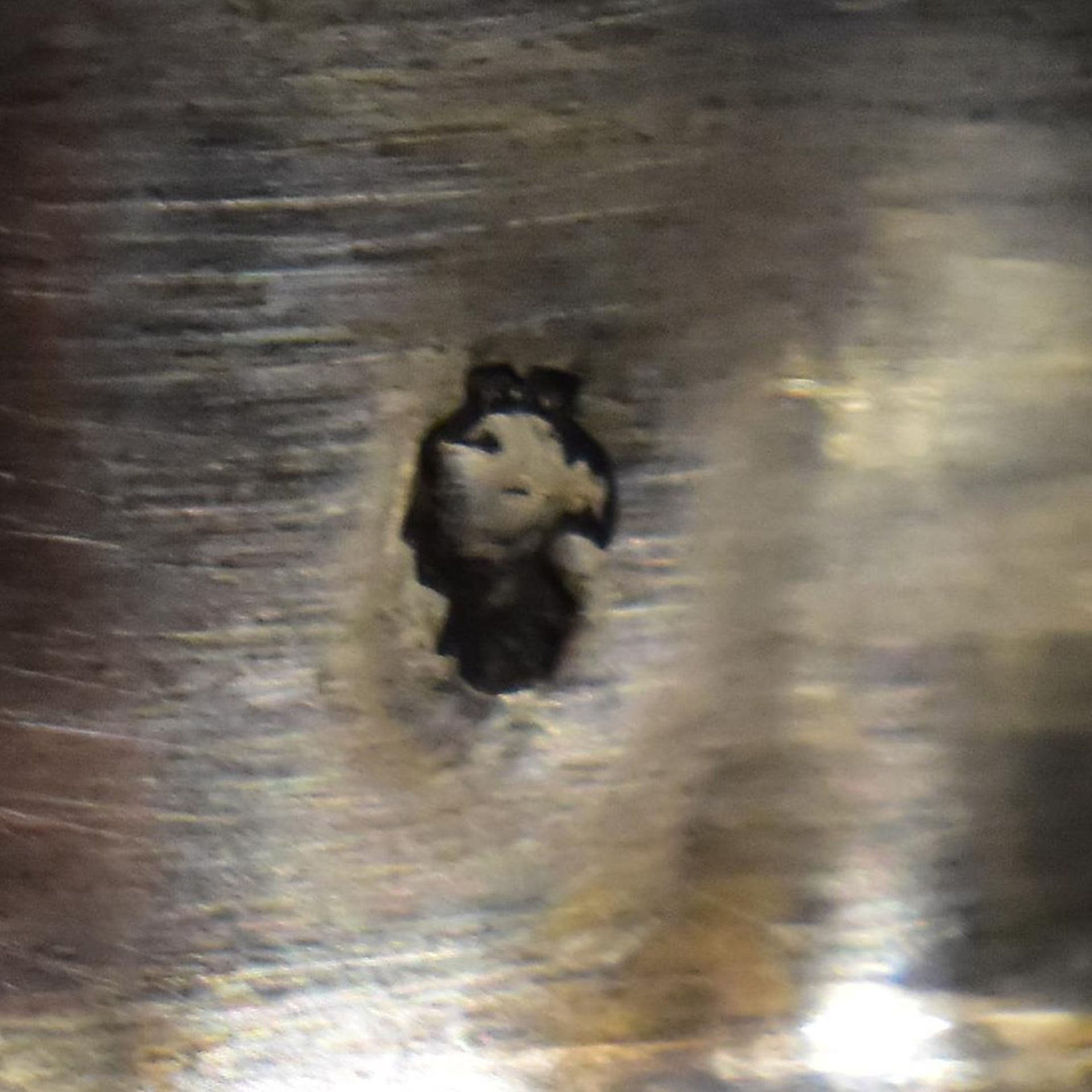 Zwei kleine Tafelaufsätze. Silber. - Bild 3 aus 4