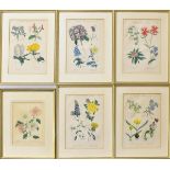 VERSCHIEDENE KÜNSTLER. 13 botanische Darstellungen. Versch. Techniken.