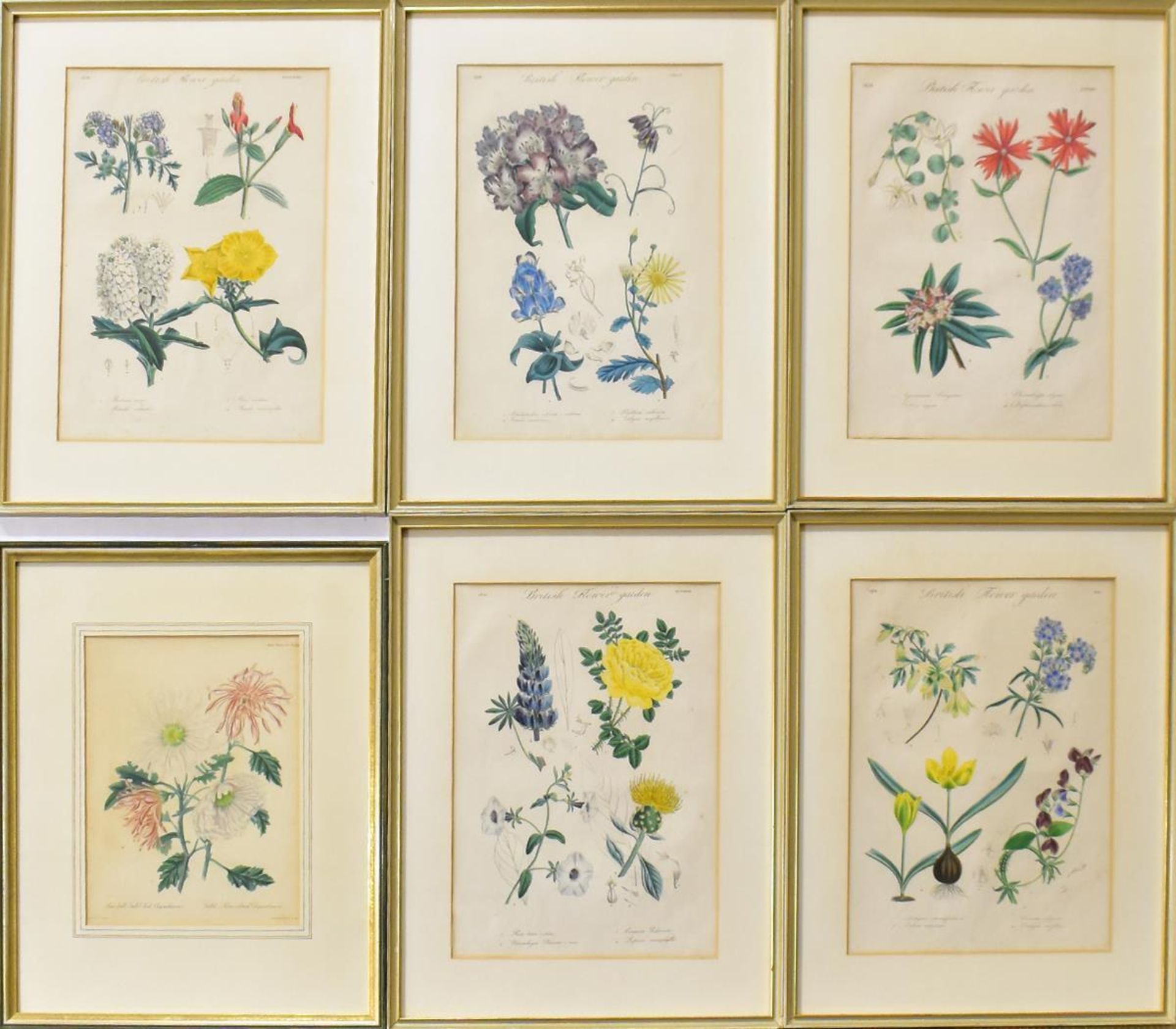 VERSCHIEDENE KÜNSTLER. 13 botanische Darstellungen. Versch. Techniken.