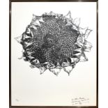 TIMNER, CARL. Sonnenblumenblüte. Lithographie.