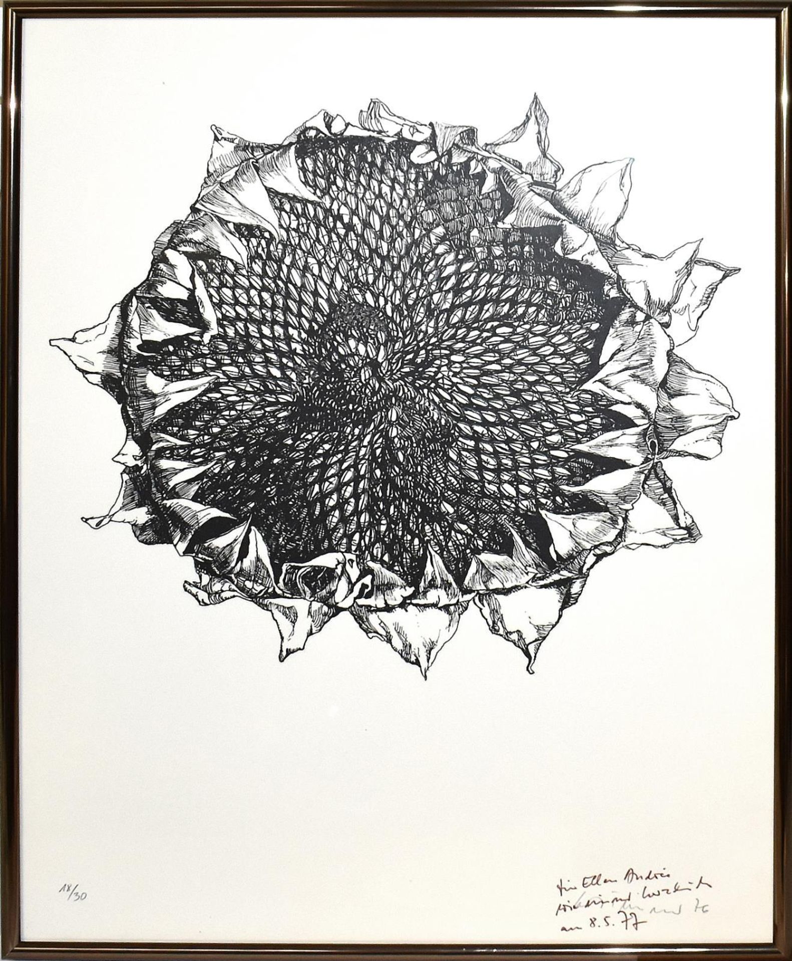 TIMNER, CARL. Sonnenblumenblüte. Lithographie.