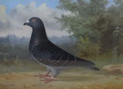 Andrew Beer (British 1862 - 1954) oil on canvas, an accomplished depiction of a racing pigeon,