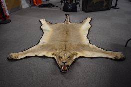 A Taxidermy Lion rug with brown baize backing. By Zimmerman in Nairobi with shipping documentation
