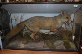 A cased Taxidermy study of a fox in naturalistic surroundings by H Murray and sons of carnforth