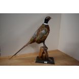 A taxidermy study of a cock pheasant mounted on a tree stump and wooden plinth