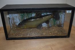 A cased taxidermy diorama of a Tench in naturalistic surroundings 53cm x 25cm