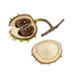A contemporary porcelain trompe l'oeil ornament, naturalistically modelled as a horse chestnut