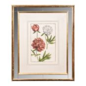 After Maria Sibylla Merian (German 1647-1717) Three botanical studies circa 1771