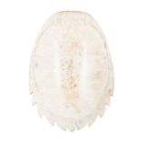 Giant South American River Turtle Blonde Shell (Podocnemis expansa), circa 1890-1900