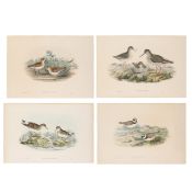 § John Gould (British, 1929-2012) Birds of Great Britain (1862-1873)