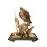 A taxidermy buzzard (Buteo buteo)