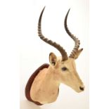 Taxidermy - Common Impala (Aepyceros Melampus)