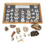 Framed display of Fish and Reptile Fossils of the Phosphate Mines or Morocco