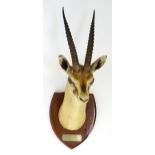 Taxidermy: a mid 20thC head mount of a Chinkara gazelle by Van Ingen & Van Ingen of Mysore. The