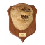 TAXIDERMY: AN OTTER MASK BY P SPICER & SONS OF LEAMINGTON SPA