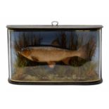 TAXIDERMY: A DACE BY J COOPER & SONS OF 28 RADNOR STREET, ST LUKE'S, LONDON