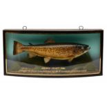 TAXIDERMY: A BROWN TROUT BY J. COOPER & SONS OF 28 RADNOR STREET, ST LUKE'S, LONDON