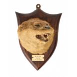TAXIDERMY: AN OTTER MASK BY P SPICER & SONS OF LEAMINGTON SPA