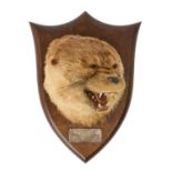 TAXIDERMY: AN OTTER MASK BY P SPICER & SONS OF LEAMINGTON SPA