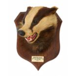 TAXIDERMY: A BADGER MASK BY P SPICER & SONS OF LEAMINGTON SPA