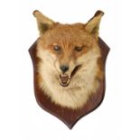 TAXIDERMY: A FOX MASK BY E. F. SPICER & SONS, TAXIDERMISTS OF 58 SUFFOLK STREET, BIRMINGHAM