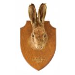 TAXIDERMY: A HARE MASK BY EDWARD GERARD & SONS OF 61 COLLEGE PLACE, CAMDEN TOWN, LONDON