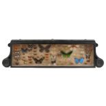 19th century display of specimen butterflies and moths housed in an ebonised glazed display case,