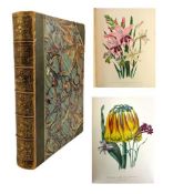 LOUDON, MRS. JANE. 1841 THE LADIES' FLOWER GARDEN OF ORNAMENTAL BULBOUS PLANTS
