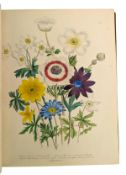 LOUDON, MRS JANE 1843 - THE LADIES' FLOWER GARDEN OF ORNAMENTAL PERENNIALS
