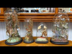 Ornithologist Interest - Four Victorian Glass Domes of various sizes housing a collection of