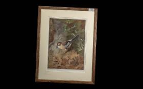 Archibald Thorburn, a fine large crisp impression of a jay bird, published by W F Embleton, Jermyn