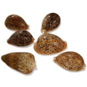 Five polished cowrie shells and a cone shell, latter 10cm.