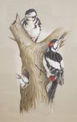 Andrew Fitchett (20th. C), study of woodpeckers on a tree bough, signed, pencil and watercolour,
