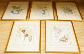 Ferdinand Bernhard Vietz (Austrian, 1772-1815), six early 19th century botanical engravings