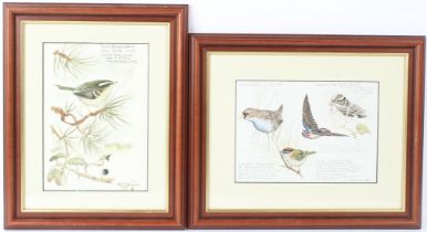 STEVE CALE (CONTEMPORARY) 'Scilly Isles Oct 1983' study of birds, and another of a 'Yellow Browed