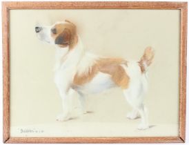 PHYLIS BINET (20TH CENTURY) Jack Russell terrier 'Bubbles' pastel inscribed and dated 19.7.55 36.5 x