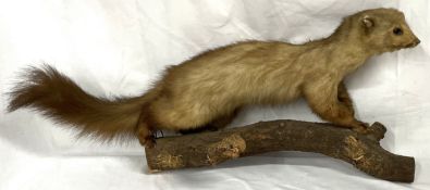 Taxidermy polecat perched on a log