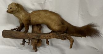 Taxidermy polecat perched on a log