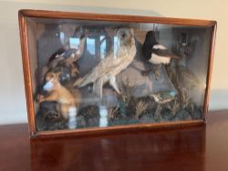 The Taxidermy Sale