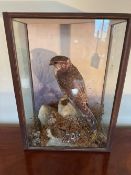 An early 20th century taxidermy presentation case containing a single female Merlin Hawk in rocky