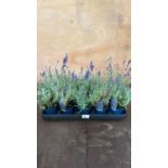 Tray of 10 Old English Lavender