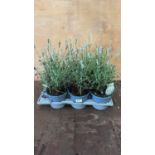 Tray of 6 White Lavender