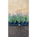 Tray of 10 Old English Lavender