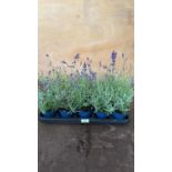 Tray of 10 Old English Lavender
