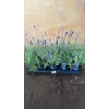 Tray of 10 Old English Lavender